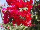 Fleurs wallpaper 4