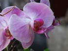 Une orchidée au réveil