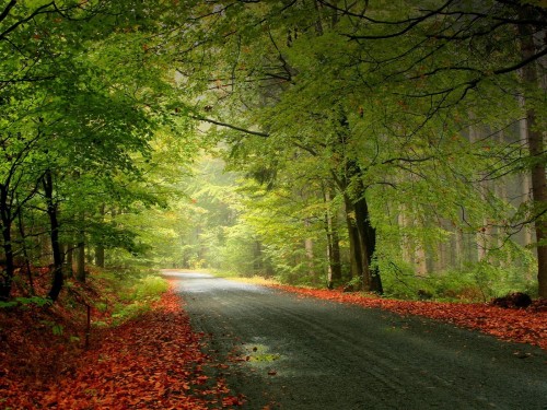 Forêts wallpaper 2