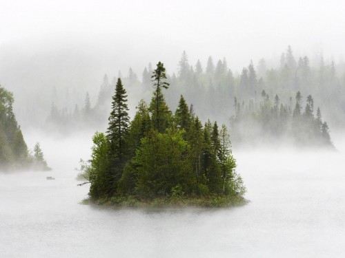 Forêts wallpaper 25