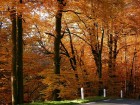 For�ts wallpaper 11