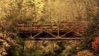 For�ts wallpaper 18