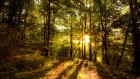 For�ts wallpaper 19