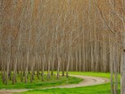 For�ts wallpaper 23
