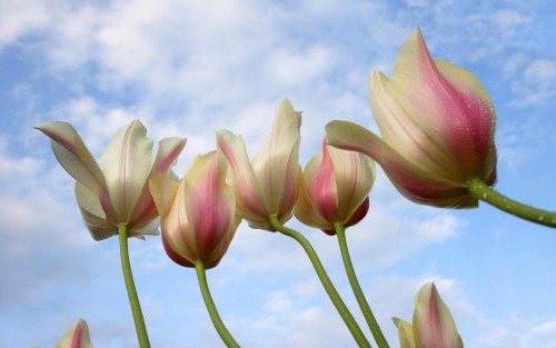 Gros plans wallpaper 106