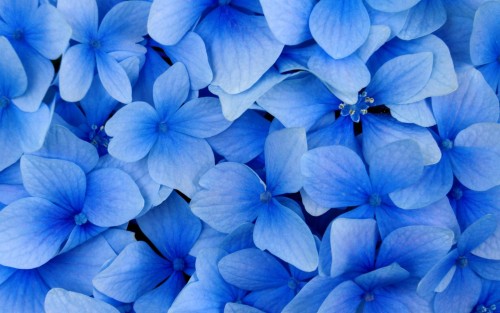 Gros plans wallpaper 108
