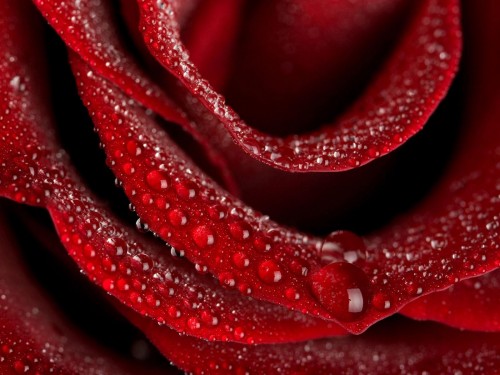 Gros plans wallpaper 127