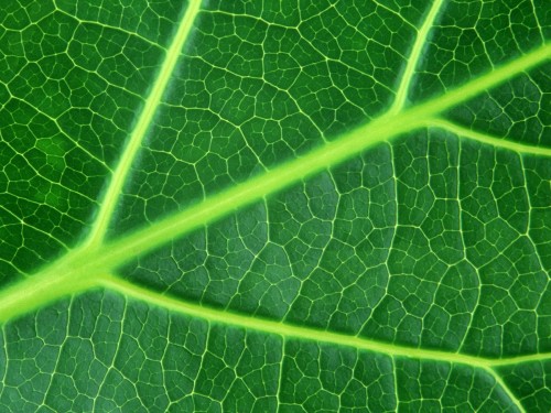 Gros plans wallpaper 128