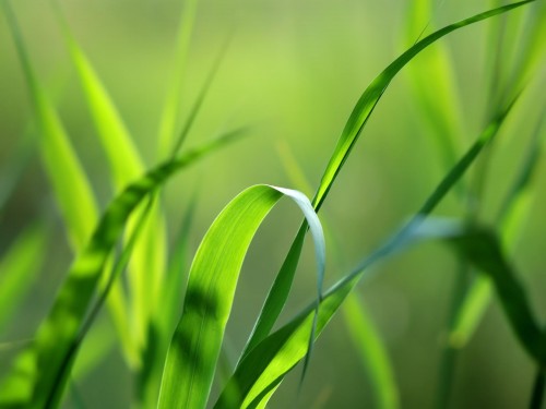 Gros plans wallpaper 133