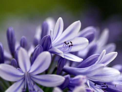 Gros plans wallpaper 85