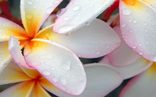 Gros plans wallpaper 93
