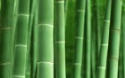 Gros plans wallpaper 100