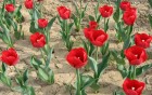 Gros plans wallpaper 102