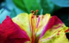 Gros plans wallpaper 103