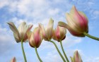 Gros plans wallpaper 106