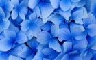 Gros plans wallpaper 108