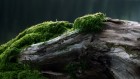 Gros plans wallpaper 112