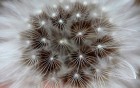 Gros plans wallpaper 117