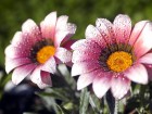 Gros plans wallpaper 122