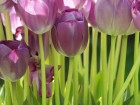 Gros plans wallpaper 124