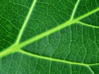 Gros plans wallpaper 128