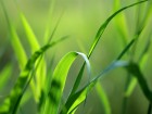 Gros plans wallpaper 133