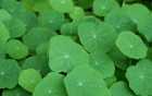 Gros plans wallpaper 135