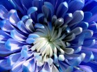 Gros plans wallpaper 35