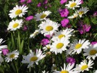 Gros plans wallpaper 36