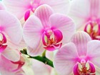 Gros plans wallpaper 50