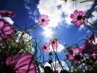 Gros plans wallpaper 65
