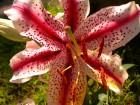 Gros plans wallpaper 69