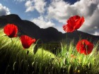 Gros plans wallpaper 70