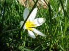Gros plans wallpaper 73
