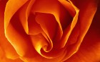 Gros plans wallpaper 8