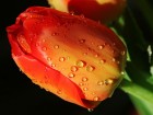 Gros plans wallpaper 88