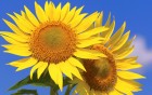 Gros plans wallpaper 89