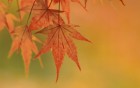 Gros plans wallpaper 9