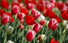 Gros plans wallpaper 94
