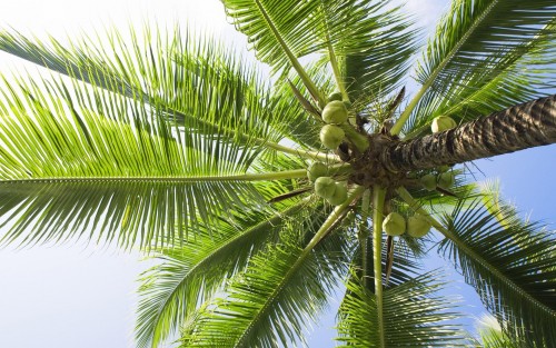 Palmiers wallpaper 1