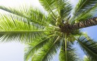 Palmiers wallpaper 1