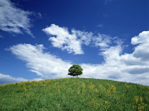 Plaines wallpaper 8