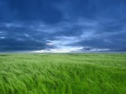 Plaines wallpaper 6