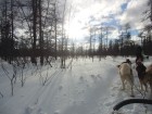 Tra�neau � chiens � Saint-Nicolas
