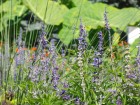 Jardin botanique de Montr�al