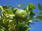 Fruit de Barcelone