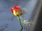 Fleur au m�morial du World Trade Center