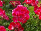 Dinard wallpaper 3