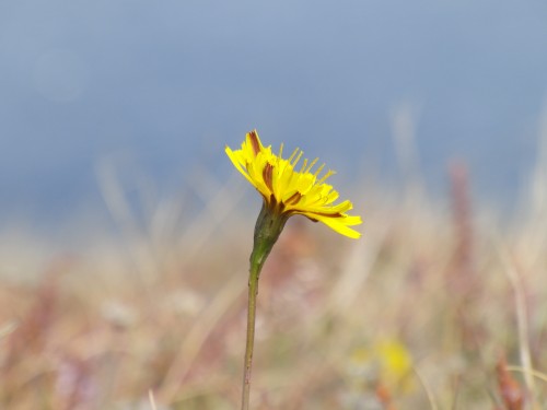 Ouessant wallpaper 12