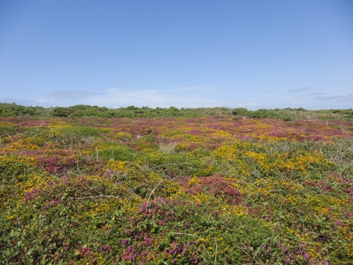 Ouessant wallpaper 23